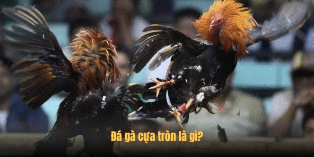 Đá Gà Cựa Tròn Tại DAGA – Khám Phá Sự Hấp Dẫn Khác Biệt